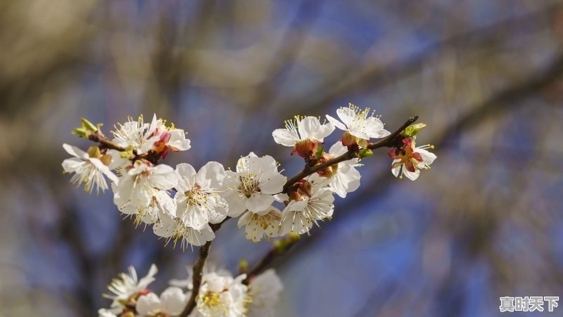 1、爱上他的理由什么时候完结的,恋爱深情动漫推荐完结 - 真时天下