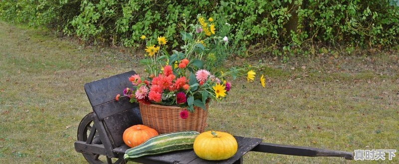 1、成龙国际动作电影周含金量高不高,成龙电影节在哪里举办 - 真时天下