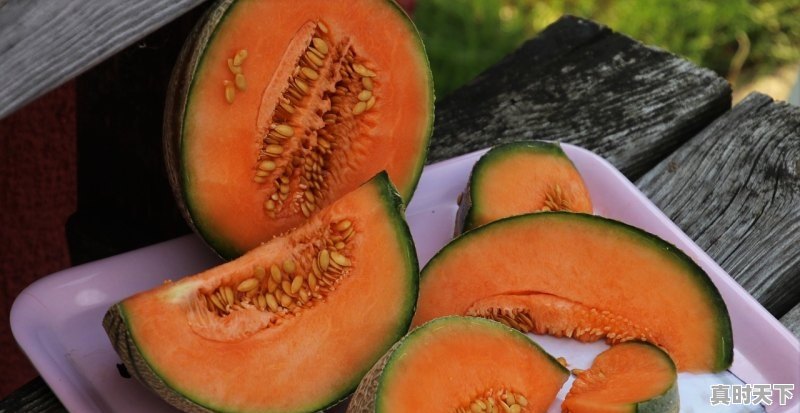 1、丝瓜几叶开始结瓜,山东丝瓜今日价格 - 真时天下