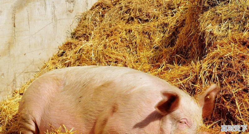 1、陕西省养猪大县排名榜，富平毛猪今日价格 - 真时天下