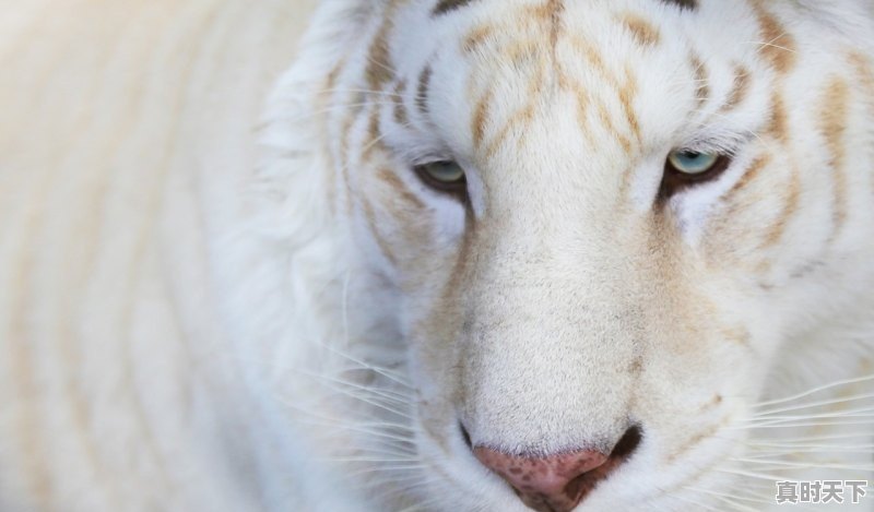 1、2021年十一月初毛猪是怎样的价格,今日肥猪行情价格 - 真时天下