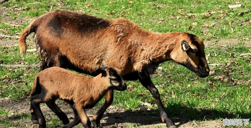 1、什么羊肉价最高_2020年全国肉羊规模化率 - 真时天下