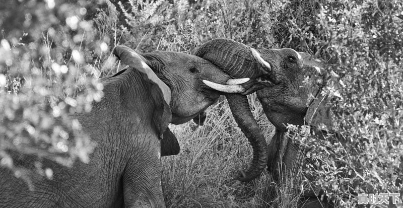 1、番剧里的牛是什么意思_什么是牛番 - 真时天下