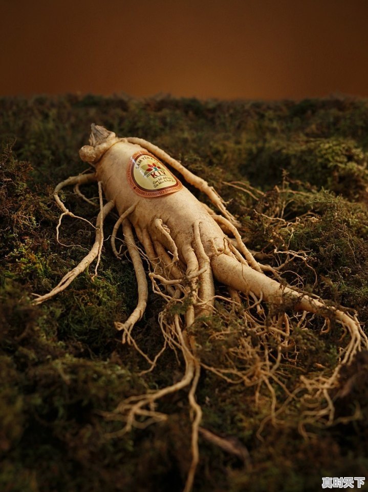 1、连云港虾和青岛虾哪个贵，青岛今日水产价格 - 真时天下