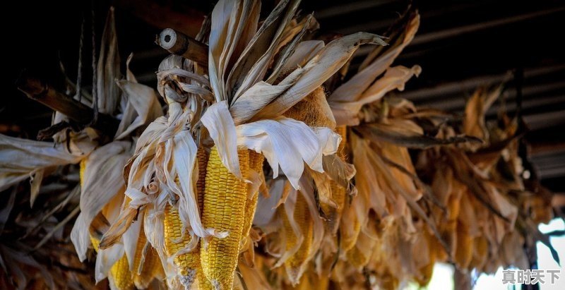 1、小鸡雏饲料上哪买哪有卖的多少钱,今日肉鸡雏价格 - 真时天下