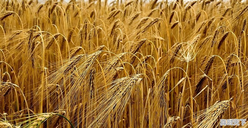 1、正常的小麦收购价多少_保定地区什么时间种麦子最合适 - 真时天下