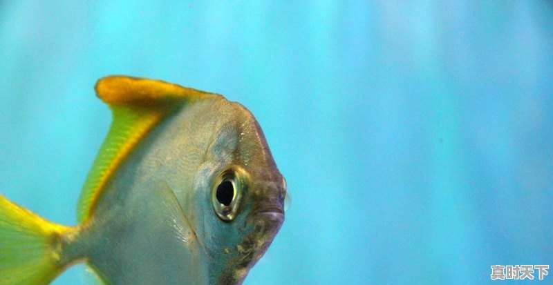 1、6月16日韶关市四大家鱼报价_韶关哪里水产最便宜 - 真时天下