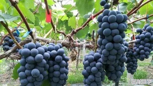 1、说出五个含有看的意思的字_灌篮高手电影版插曲 - 真时天下