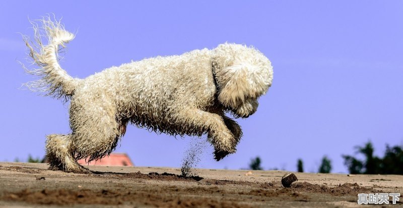 1、817毛鸡价格今天_今日肉鸡价格策略 - 真时天下