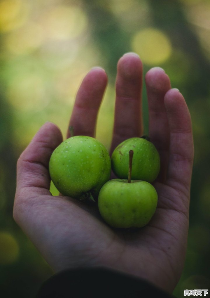 1、香水柠檬一般在哪里买,海南青柠檬今日价格 - 真时天下