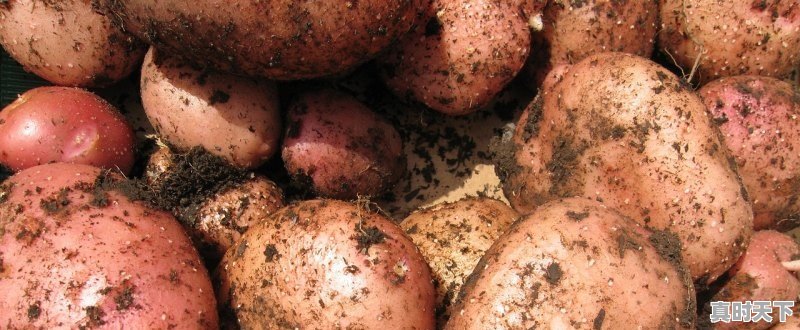 1、莱芜采摘的地方都有哪，今日莱芜冷库土豆价格 - 真时天下