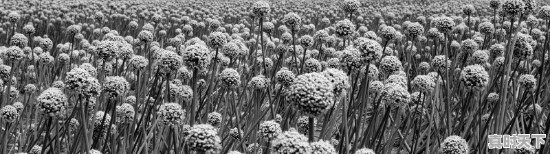 1、山东韭菜花最大产地,莘县今日韭菜价格 - 真时天下