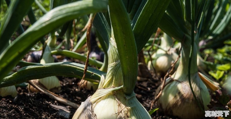 1、白洋葱红洋葱哪个贵,今日红皮洋葱最新价格 - 真时天下