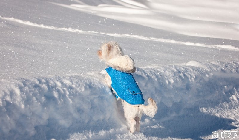 1、2020大陆上映外国电影清单,国外最新电影2020上映的电影 - 真时天下