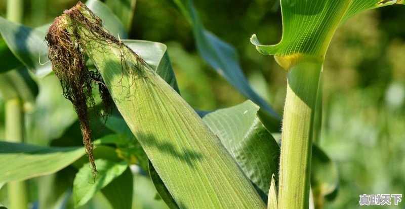 1、甘肃各县玉米价格多少钱一斤_2021年玉米12个水什么价格 - 真时天下