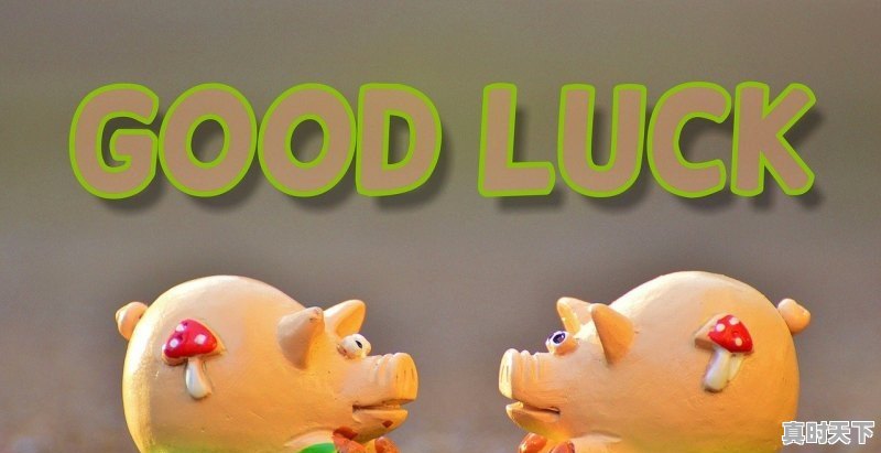 1、2021年12月份猪价格会怎么样_河北仔猪价格今日猪价 - 真时天下