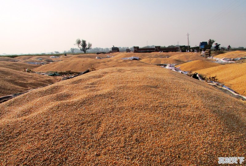 1、通辽地区玉米收购价格是多少,通辽地区今日玉米价格 - 真时天下