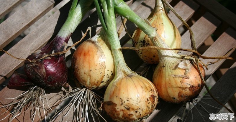 1、宿羊山今日鲜蒜价格,宿羊山今日鲜蒜价格 - 真时天下