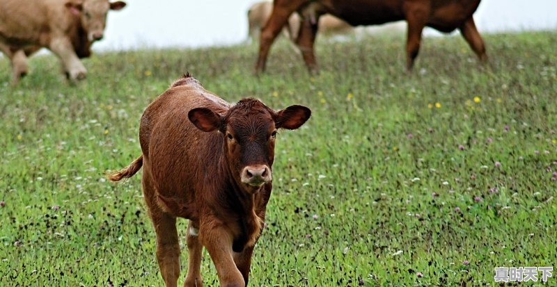 1、齐齐哈尔下雨天还能看见丹顶鹤么_齐齐哈尔丹顶鹤放飞时间 - 真时天下