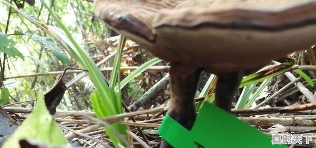 1、en590主要参数,今日en 590韩国价格 - 真时天下