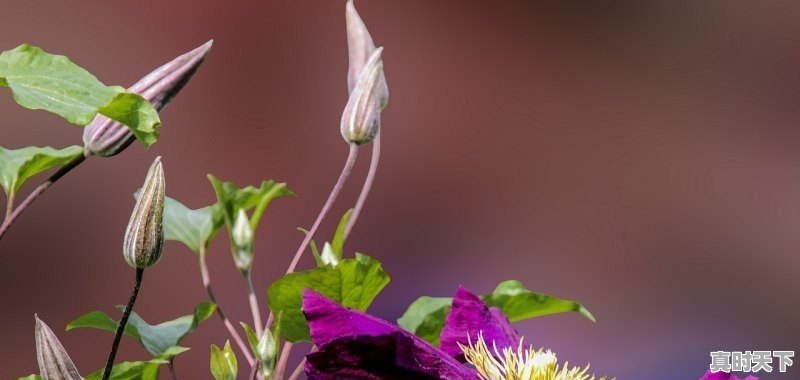 1、原神漫展上海2023会补票吗_原神母公司上市了吗 - 真时天下