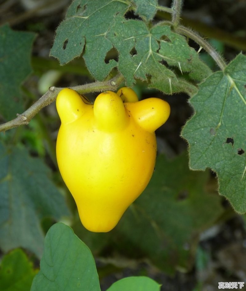 1、桂林最近哪里有水果采摘_桂林恒鼎农业科技有限公司分布多少地方 - 真时天下