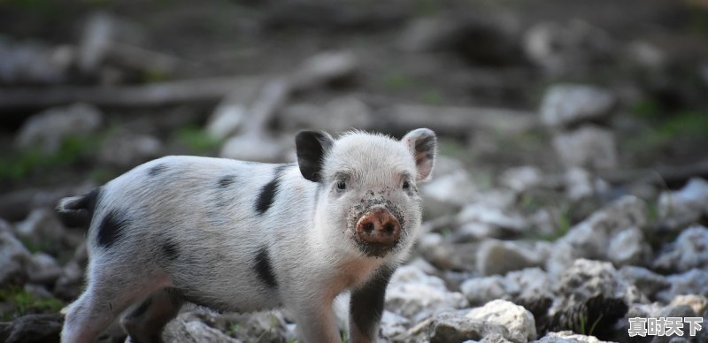 1、2021河南省高层次人才认定,硬科技创新人才认定申请表 - 真时天下