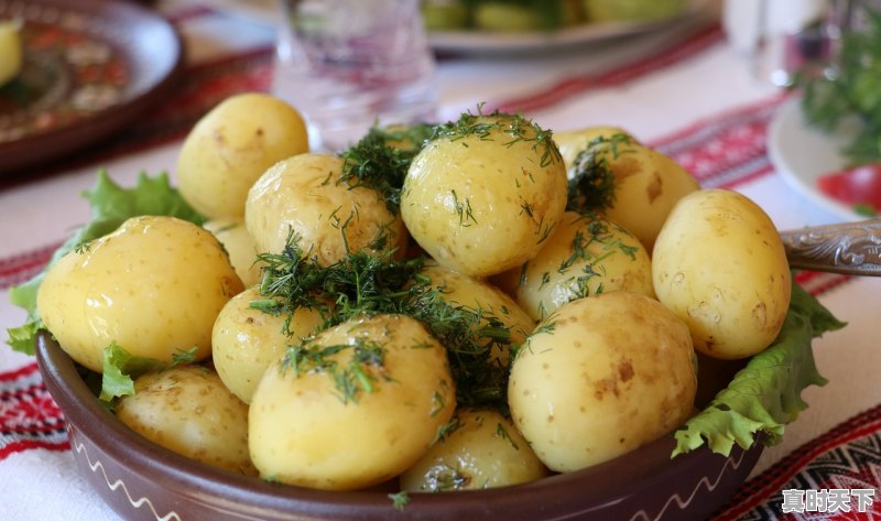 1、定西哪的洋芋好_甘肃定西土豆播种、成熟在什么时候 - 真时天下