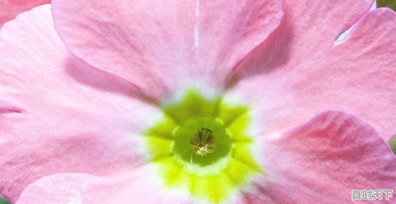 1、秦安桃花会最佳观赏时间,铜川新区天气 - 真时天下