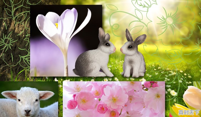 1、12月份的羔羊价格如何,今日湖羊羔价格 - 真时天下