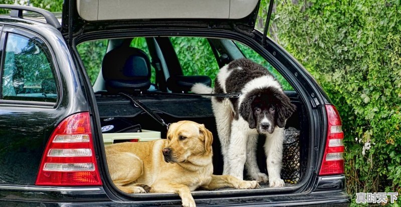 1、墨尔本买车攻略,澳洲二手车买哪家好呢 - 真时天下