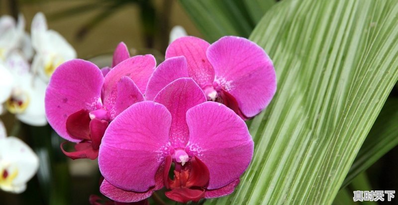 1、重庆哪里的花最多_千金兰是兰花吗 - 真时天下