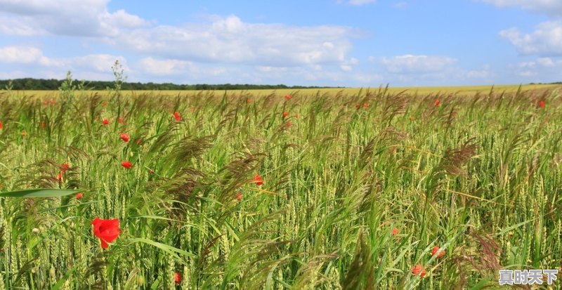 1、平原县2023年1月9号小麦价格,小麦麦今日价格 - 真时天下