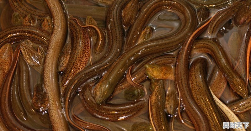 1、成都哪里有大量收购黄鳝,成都今日鳝鱼价格 - 真时天下