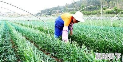 3、农业科技创新的紧迫性和重要意义_农业发展如何提高生产规模化 - 真时天下