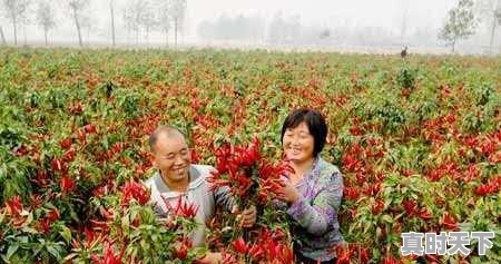 1、农业科技创新的紧迫性和重要意义_农业发展如何提高生产规模化 - 真时天下