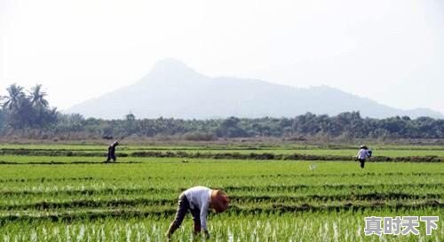 5、农业科技创新的紧迫性和重要意义_农业发展如何提高生产规模化 - 真时天下