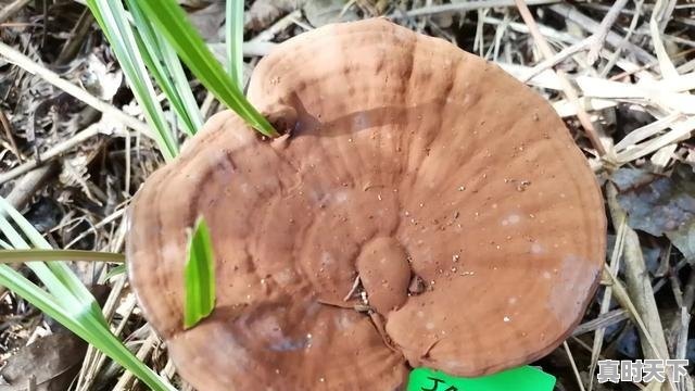 1、比较大的二手车交易网站有哪些，最近哪里有二手车卖车的 - 真时天下