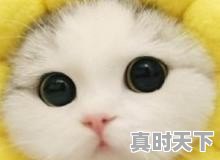 1、阿尼亚是什么动漫,好看动漫推荐2022排行榜女生 - 真时天下