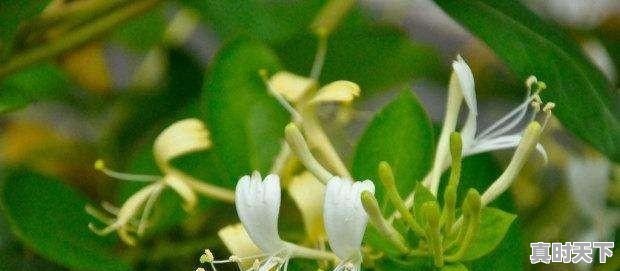 1、哈尔滨2手车过户费用多少,黑龙江买二手车过户费 - 真时天下