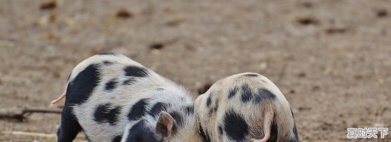 1、关于创新性的压力型面试问题,面试科技创新对策 - 真时天下