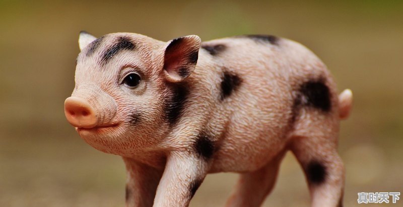 1、求几部动漫,平常视频软件搜不到的那种,日漫言情类,不要后宫,男主只喜欢女主的那种,有的私聊_2021年日漫女主名字好听的 - 真时天下