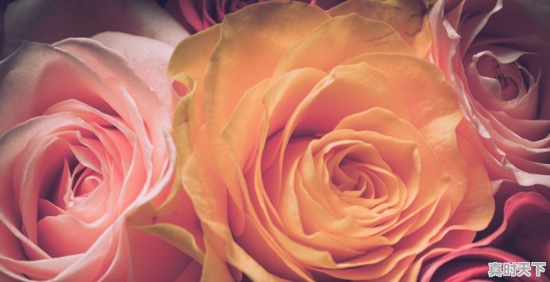 1、藁城有什么好吃的东西,今日小麦价格藁城 - 真时天下