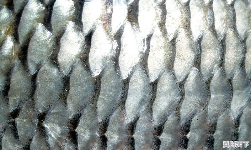 1、鲤鱼和鲫鱼哪个便宜，今日鲫鱼价格无锡 - 真时天下