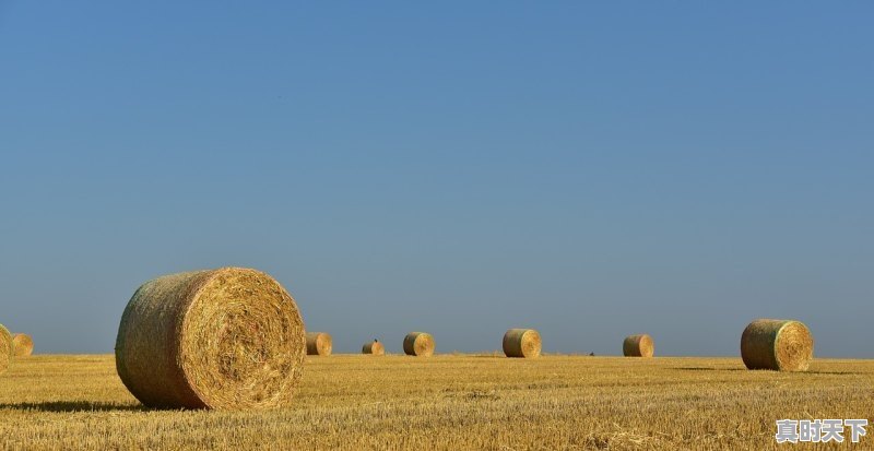 1、江苏新稻收购价_稻谷多少钱一斤 - 真时天下