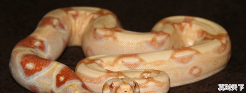 1、关于蟒蛇的经典影视剧_谁知道有关蛇片的所有电影名字 - 真时天下