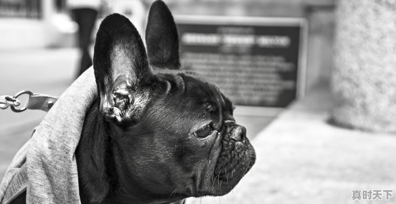 1、天气热牛呼吸加快吗_狗狗呼吸急促，天气不热但是总是张开嘴巴哈气 - 真时天下