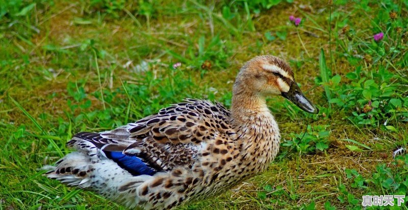 1、我在北京买的二手车回老家上牌都需要什么手续,最近买二手车能上牌吗北京 - 真时天下