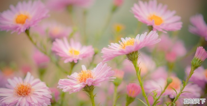 1、2021年后宫外挂番有哪些,好看动漫推荐男主开挂国漫电影有哪些名字 - 真时天下