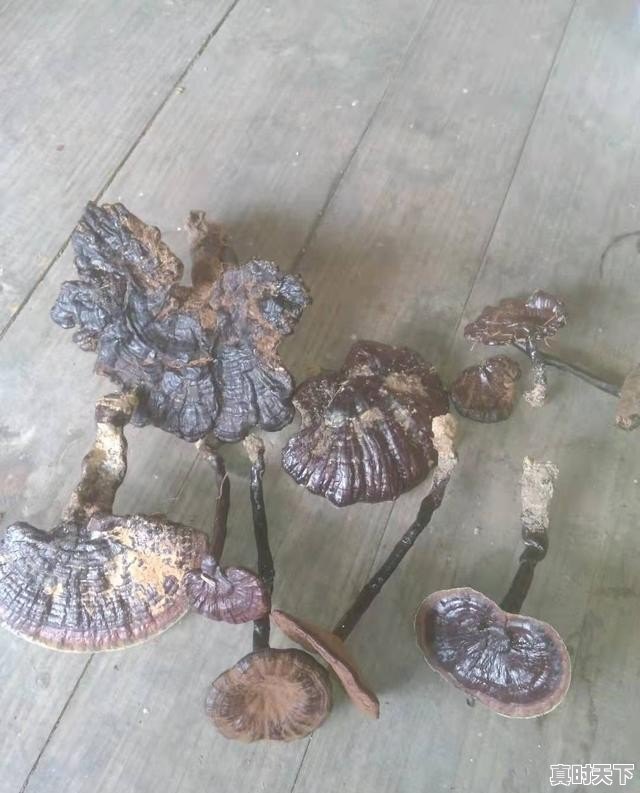 4、什么是国家治理体系和治理能力现代化,让科技创新引领现代化强国建设 - 真时天下